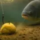 Massa de Maracujá para Pesca