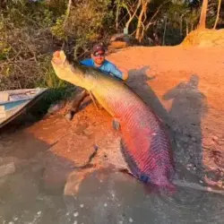 Pirarucu de 2,45 metros impressiona pescadores após captura no Rio Teles Pires