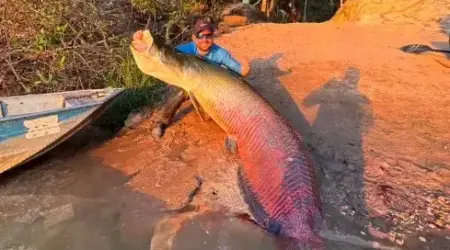 Pirarucu de 2,45 metros impressiona pescadores após captura no Rio Teles Pires