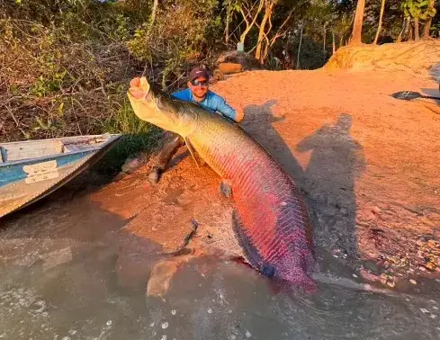 Pirarucu de 2,45 metros impressiona pescadores após captura no Rio Teles Pires 1 Pirarucu de 2,45 metros impressiona pescadores após captura no Rio Teles Pires