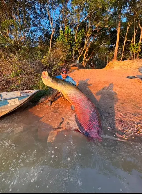 Pirarucu de 2,45 metros impressiona pescadores após captura no Rio Teles Pires 2 Pirarucu de 2,45 metros impressiona pescadores após captura no Rio Teles Pires
